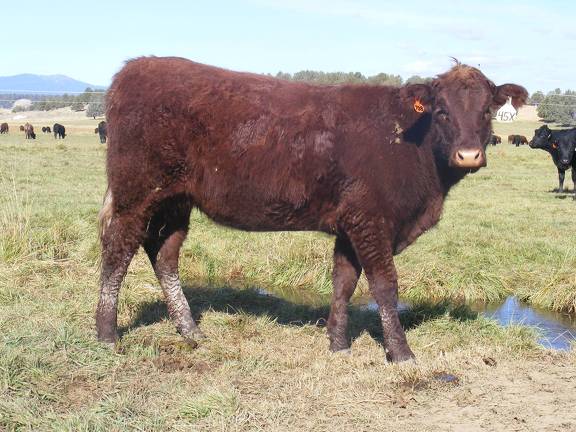 2011 Coming Two Bred Heifer 45XW R