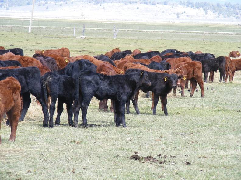 2009 Calves out in pasture.jpg