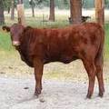 2010 Five Month Old Heifer Calf 11Po R