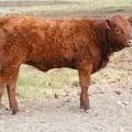 2010 Five Month Old Heifer Calf 122o R