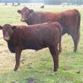 2010 Five Month Old Heifer Calf 141o R