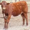 2010 Five Month Old Heifer Calf 268o R