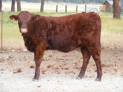 2010 Five Month Old Heifer Calf 318o R