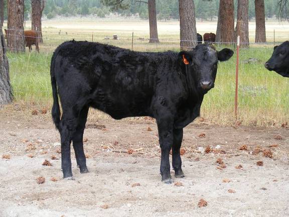 2010 Five Month Old Heifer Calf 817o B