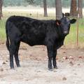 2010 Five Month Old Heifer Calf 817o B