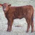 2010 One Month Old Heifer Calf 054o R