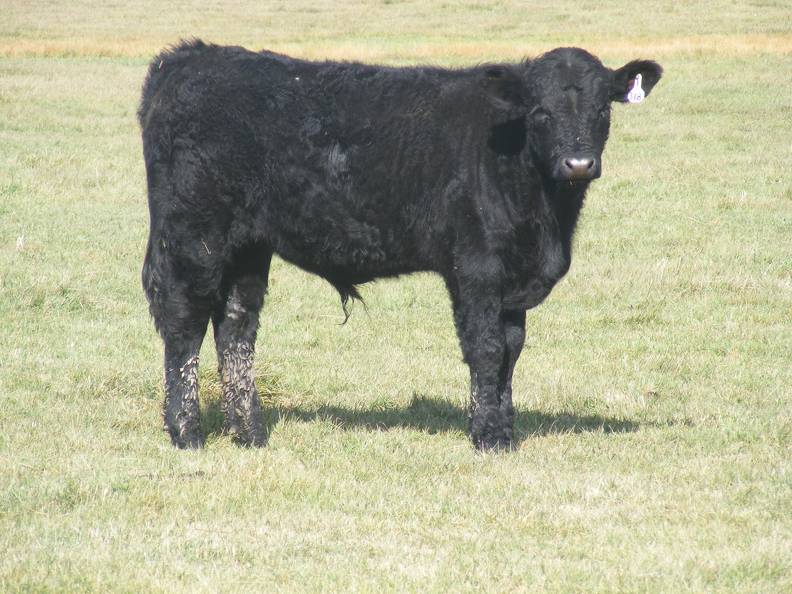 2011 Steer Calf 318w B.JPG