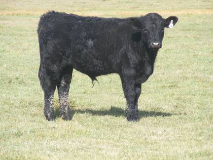 2011 Steer Calf 318w B