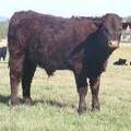 2011 Steer Calf 498w R