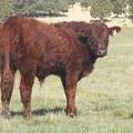2011 Steer Calf 646w R