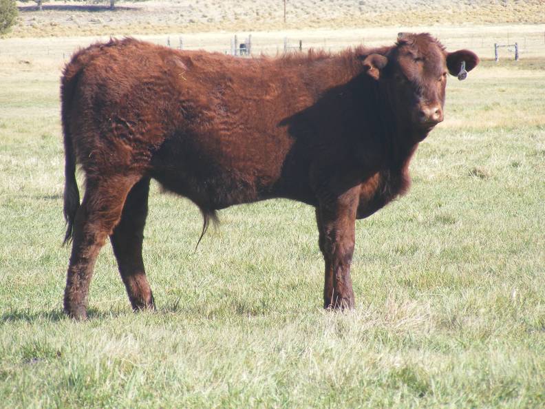 2011 Steer Calf 857w R.JPG
