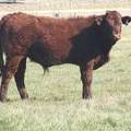 2011 Steer Calf 857w R