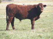 2011 Steer Calf 857w R