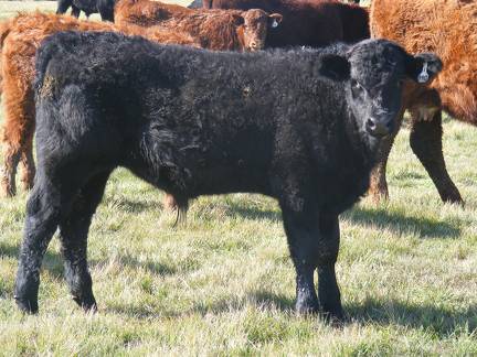 2011 Steer Calf 890w B