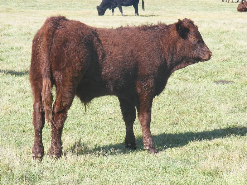 2011 Steer Calf XXXw R 2.JPG
