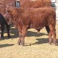2011 Steer Calf XXXw R 3.JPG