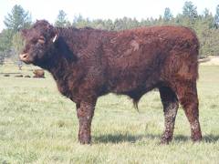 2011 Steer Calf