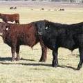 2014 Steer Calf 8T