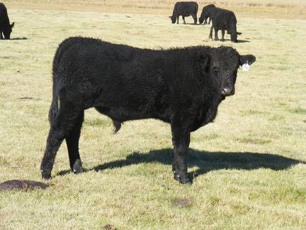 2014 Steer Calf 14U 