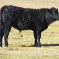2014 Steer Calf 24z