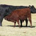 2014 Steer Calf 39W