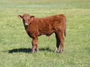 2013 Steer Calf 051