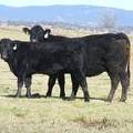 2014 Steer Calf 57W 