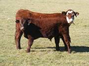 2014 Steer Calf 79W