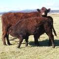 2014 Steer Calf 97W