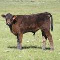 2013 Steer Calf 126