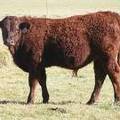 2014 Steer Calf 140