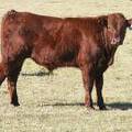 2014 Steer Calf 250
