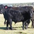 2014 Steer Calf 391