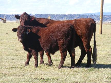 2014 Steer Calf 412