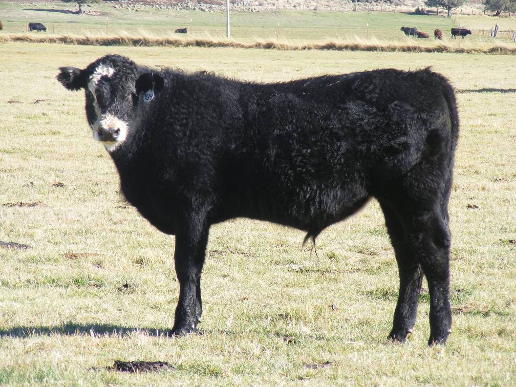 2014 Steer Calf 434