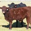 2014 Steer Calf 669