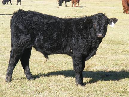 2014 Steer Calf 751