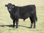 2014 Steer Calf 848
