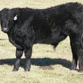 2014 Steer Calf 881