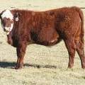 2014 Steer Calf 897