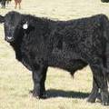2014 Steer Calf 977