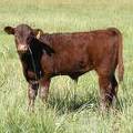 2009 Steer Calf  1RY R
