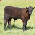 2009 Steer Calf 216Y B