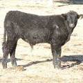 2009 Steer Calf 248Y B