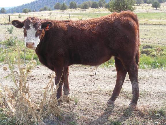 2010 Bull Calf 514o RB