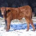 2010 One Month Old Steer Calf 157o R