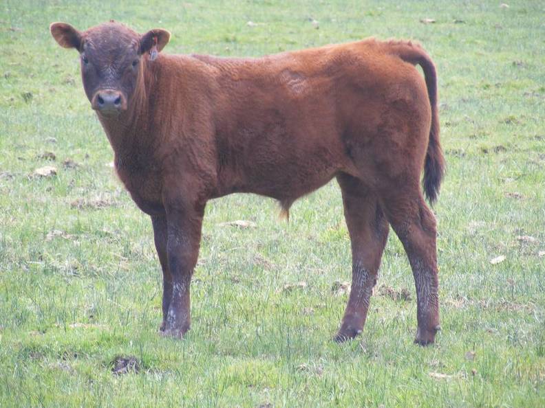 2010 Steer Calf 4Po R.jpg