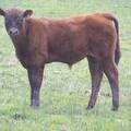 2010 Steer Calf 4Po R