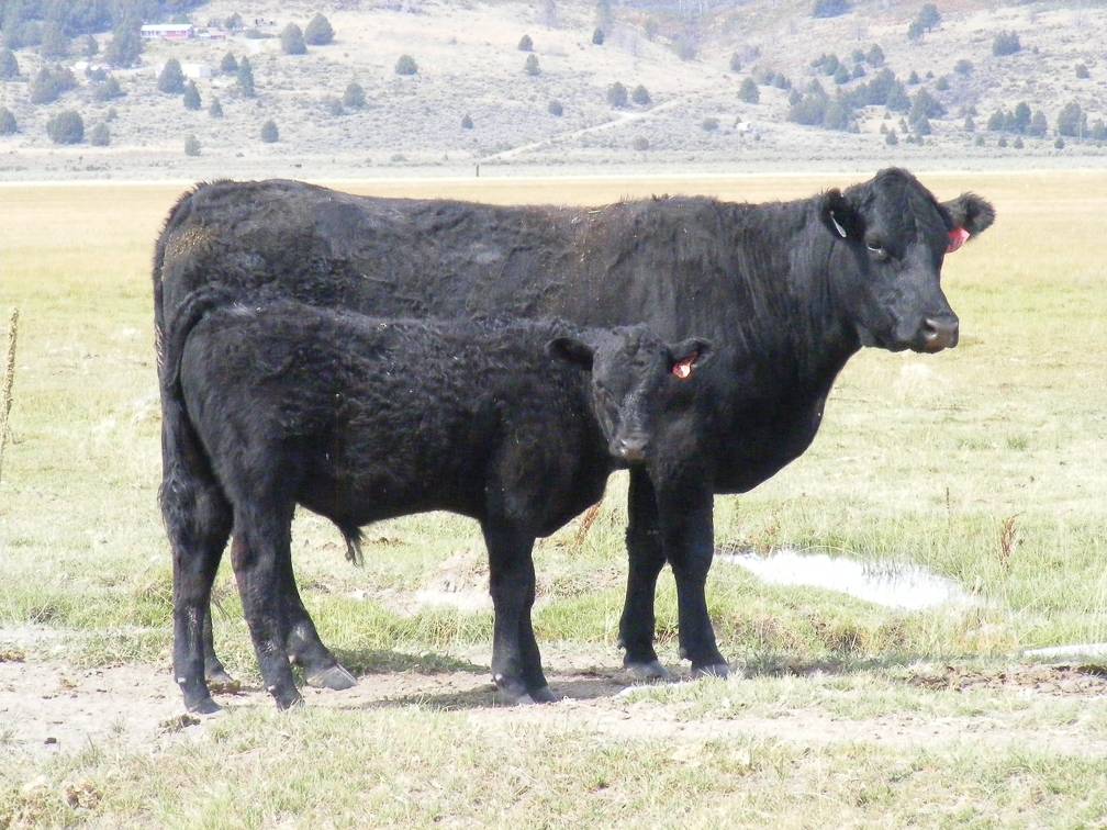 2010 Steer Calf 4Ro B