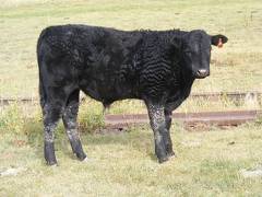 2010 Steer Calf 335o B